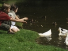 Étangs aux canards